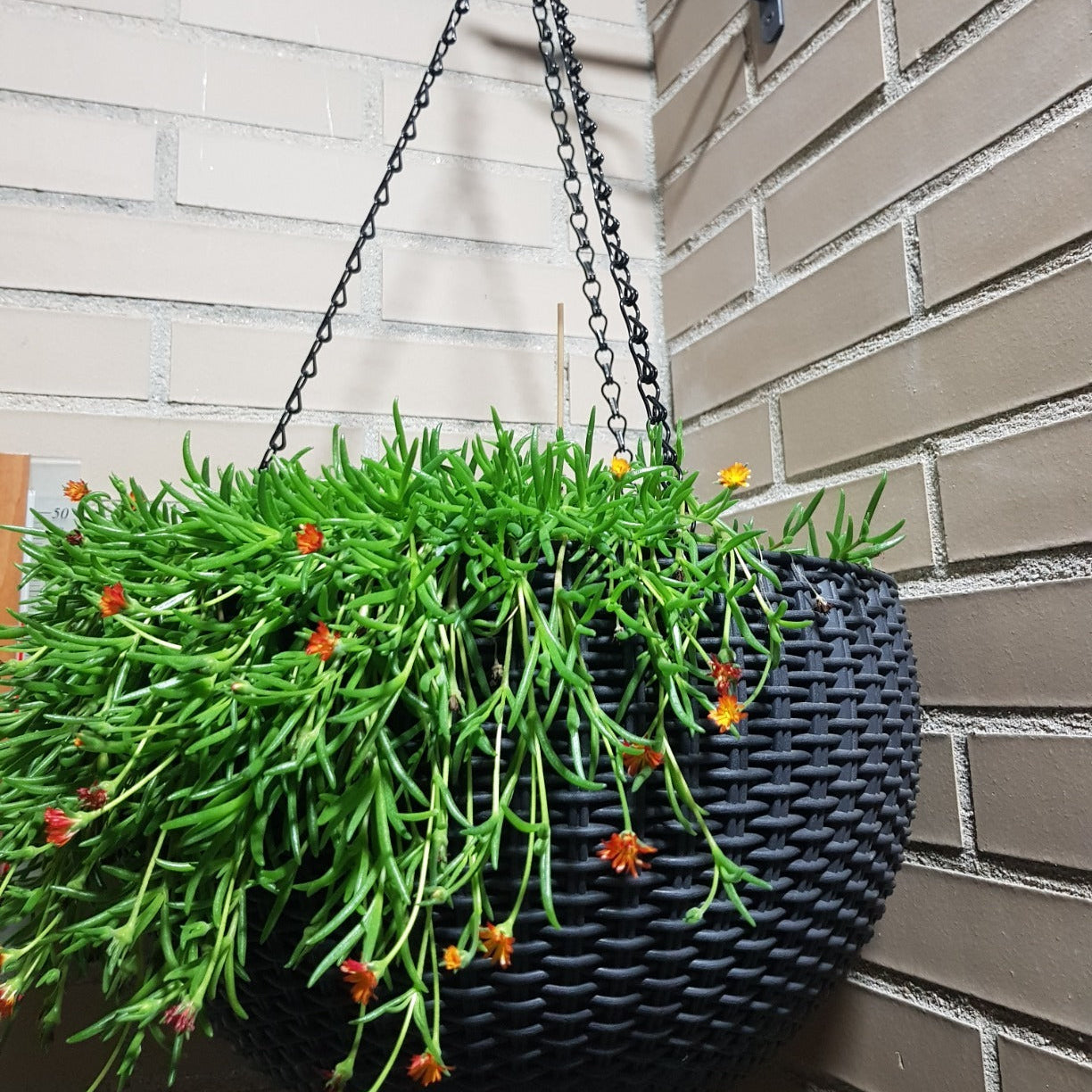 Maceta Suspensa com 3 Correntes; 100% Material Reciclado; 35 x 35 x 22 cm; Capacidade 8,6 L; Corpo de Rattan